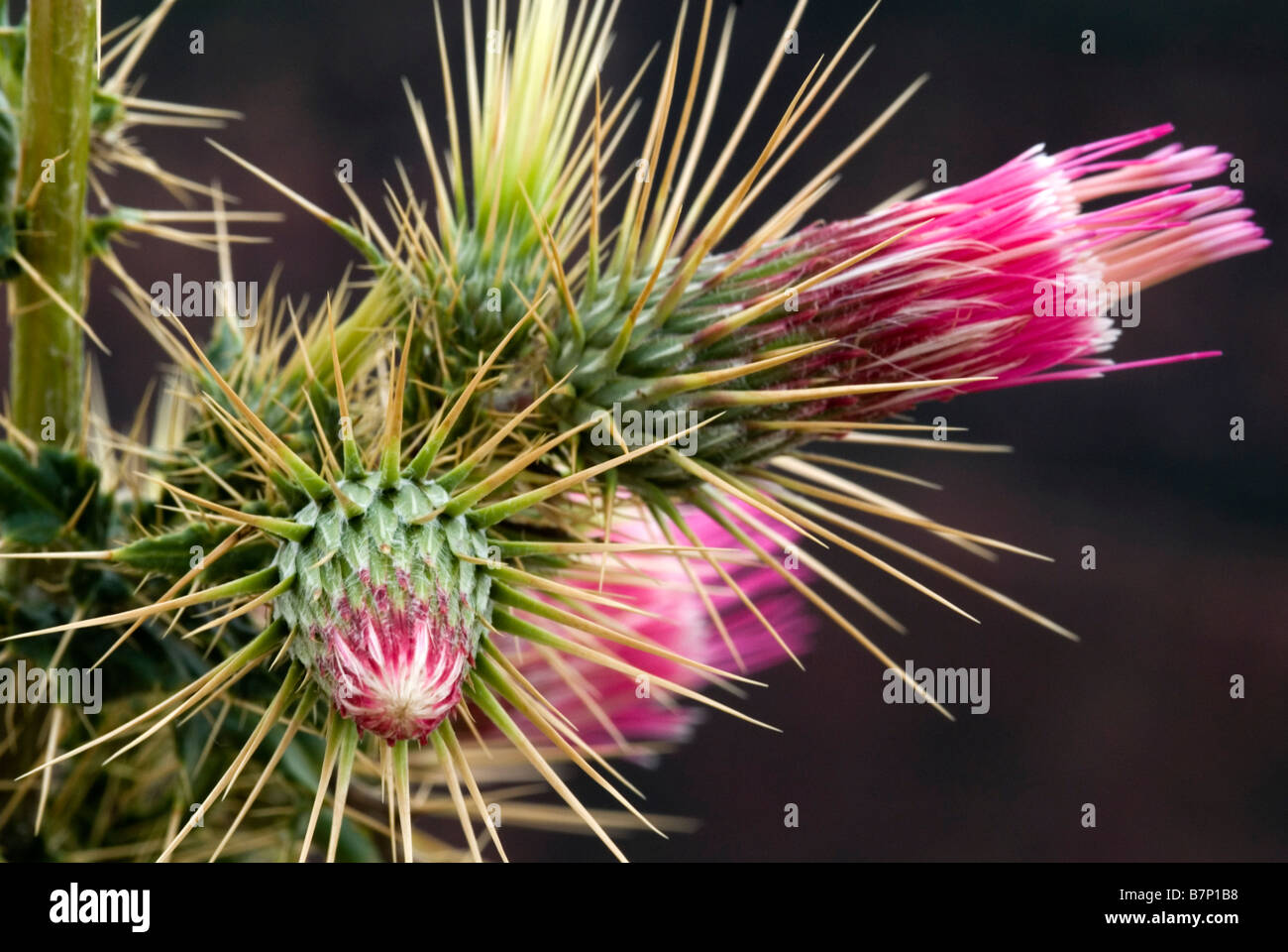 Arizona Thistle Stock Photo