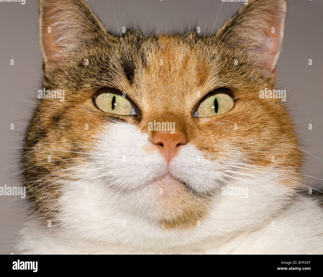 Portrait of a domestic cat Stock Photo