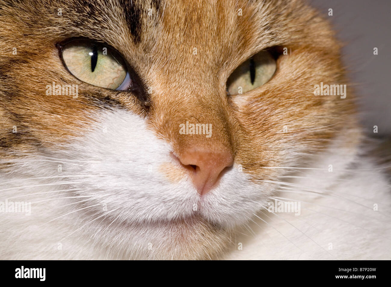 Portrait of a domestic cat Stock Photo - Alamy