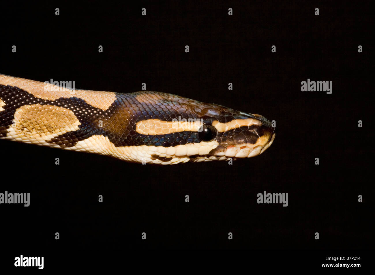 Portrait of a captive Royal Python Python regius Stock Photo