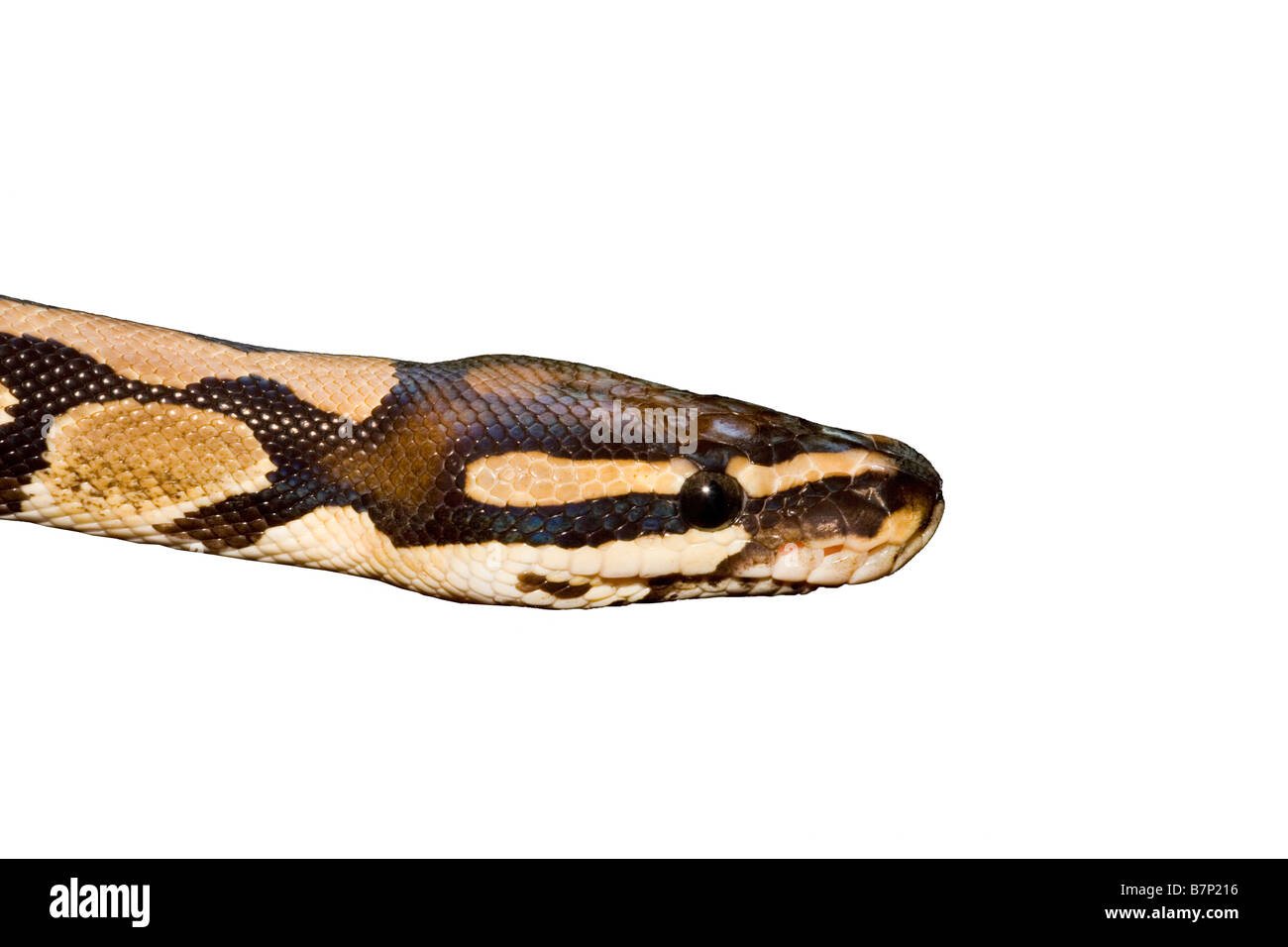 A cut-out portrait of a Royal Python, Python regius Stock Photo