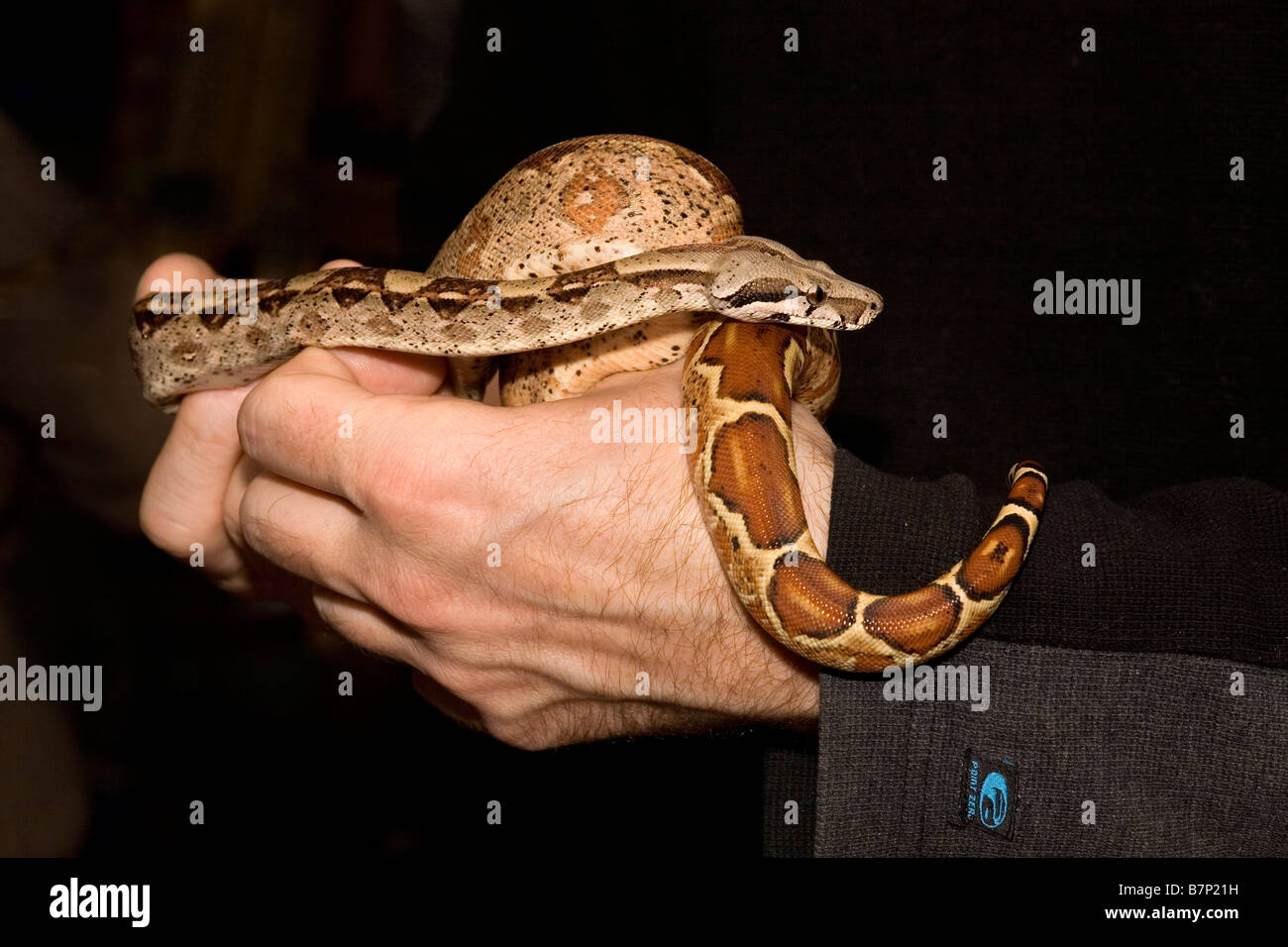 Pet Boa constrictor Constrictor constrictor Salmon variety Stock Photo
