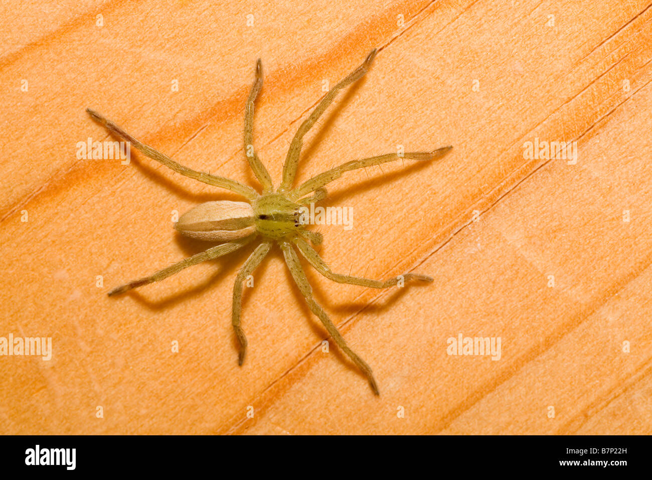 Green Wolf Spider Lycosidae Southern Peloponnese Greece Stock Photo