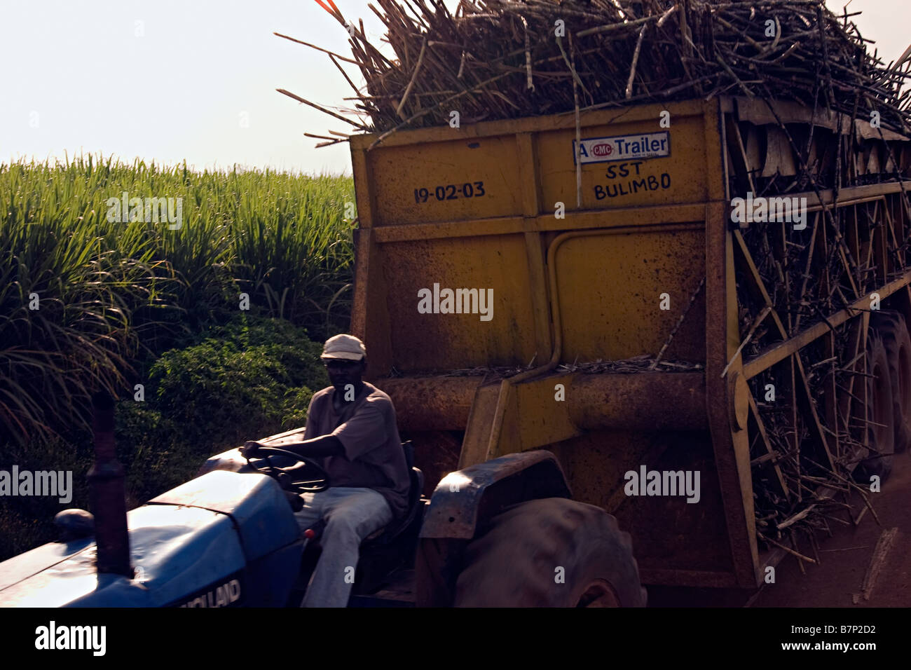 A man driving a tractor of sugar cane to the nearby factory for processing Mumias Western Kenya Stock Photo