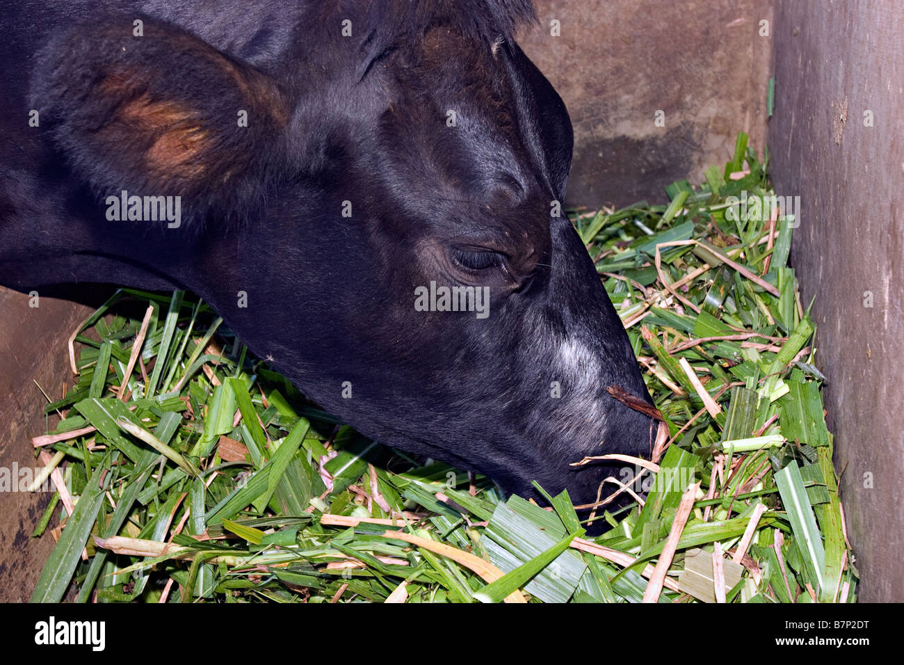 Cows being fed at a farm. Mumias, Western Kenya Stock Photo - Alamy
