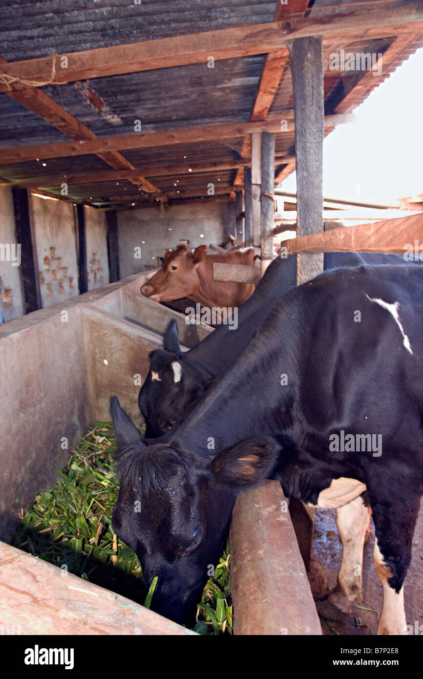Cows being fed at a farm. Mumias, Western Kenya Stock Photo - Alamy