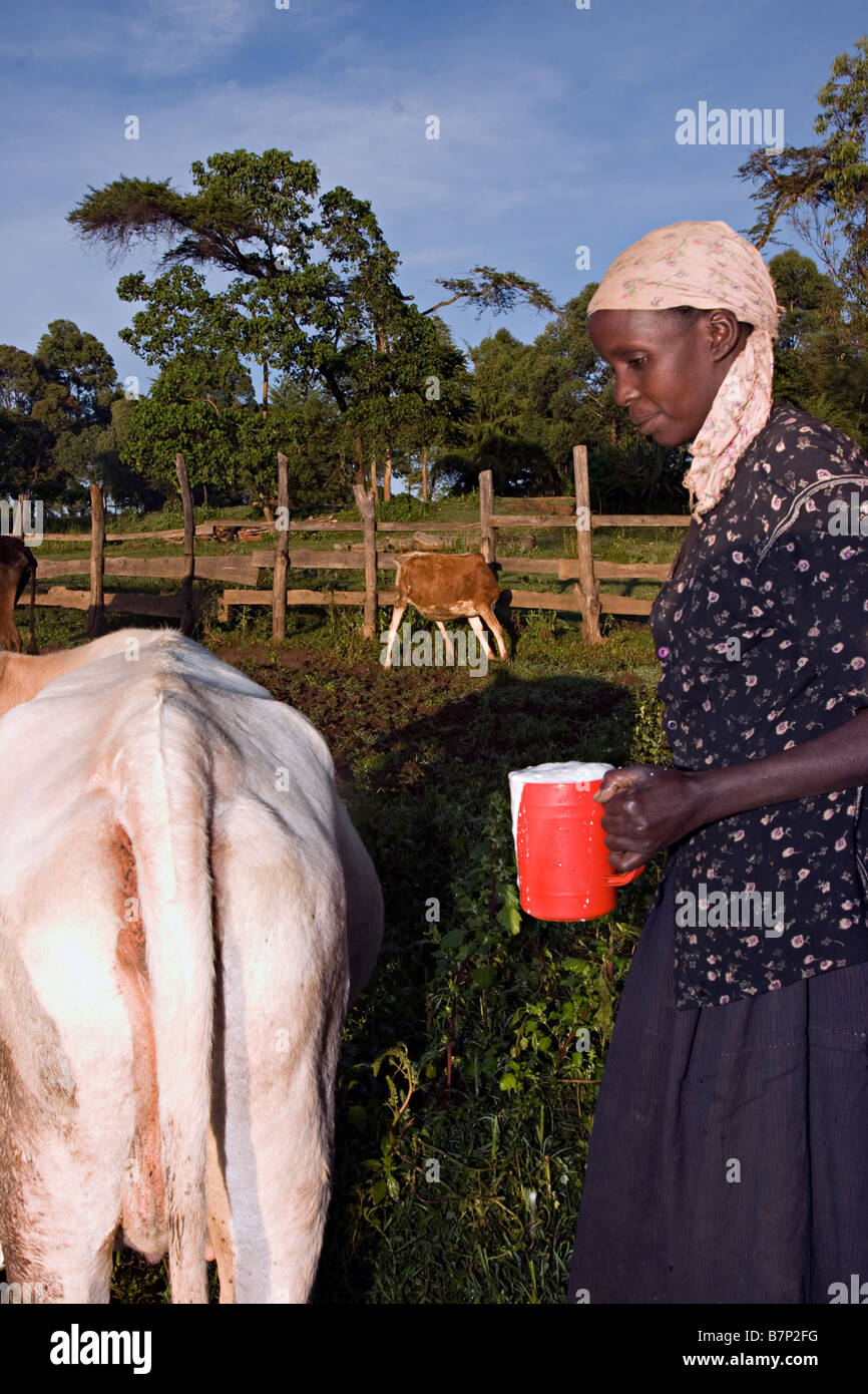 Lady milking cows in the early morning. Kitale, Kenya. Stock Photo