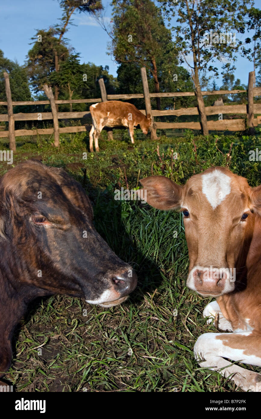 Cows grazing in a small farmstead. Kitale, Western Kenya. Stock Photo