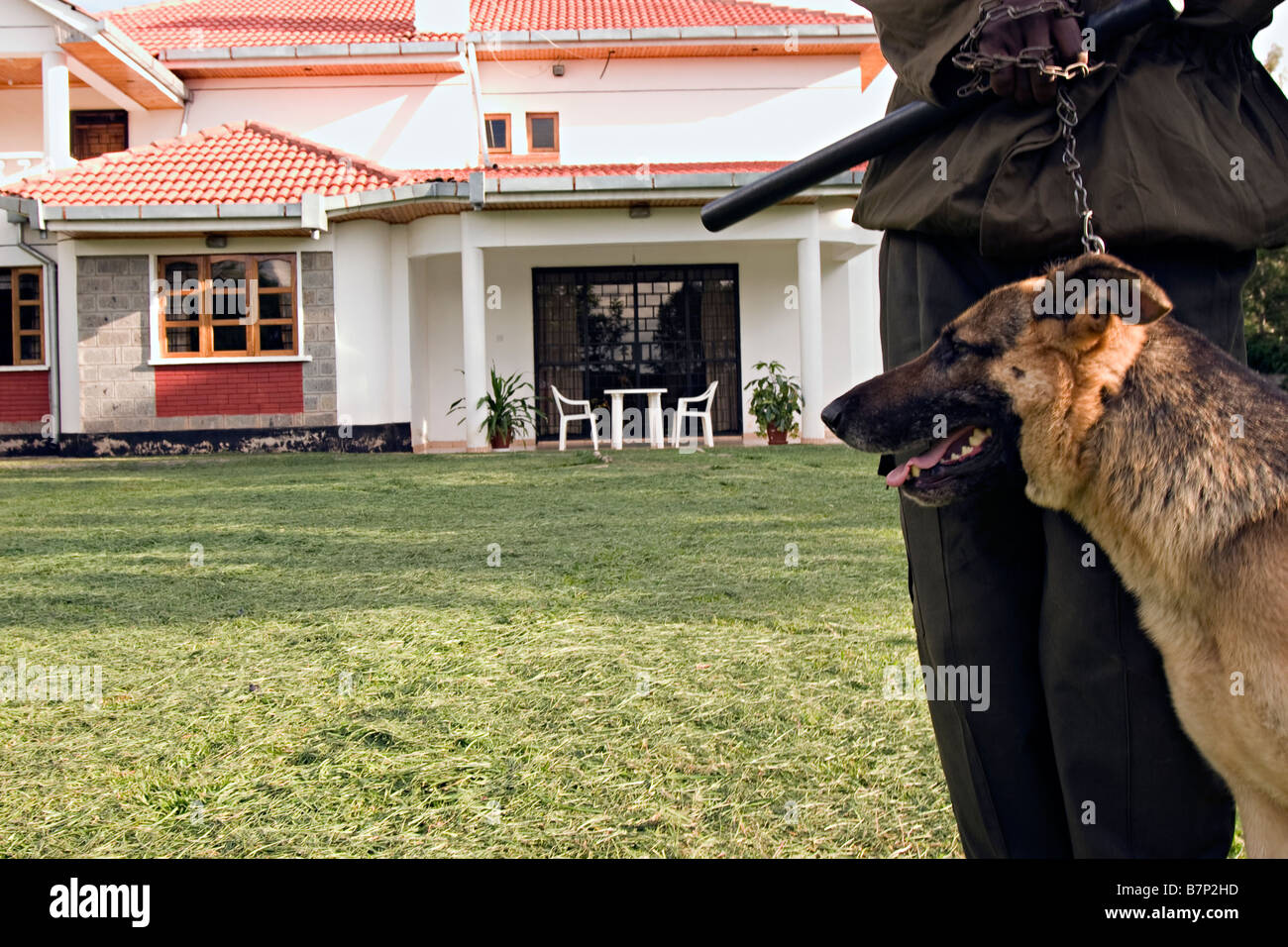 A security guard patrolling the compound of a house with a trained