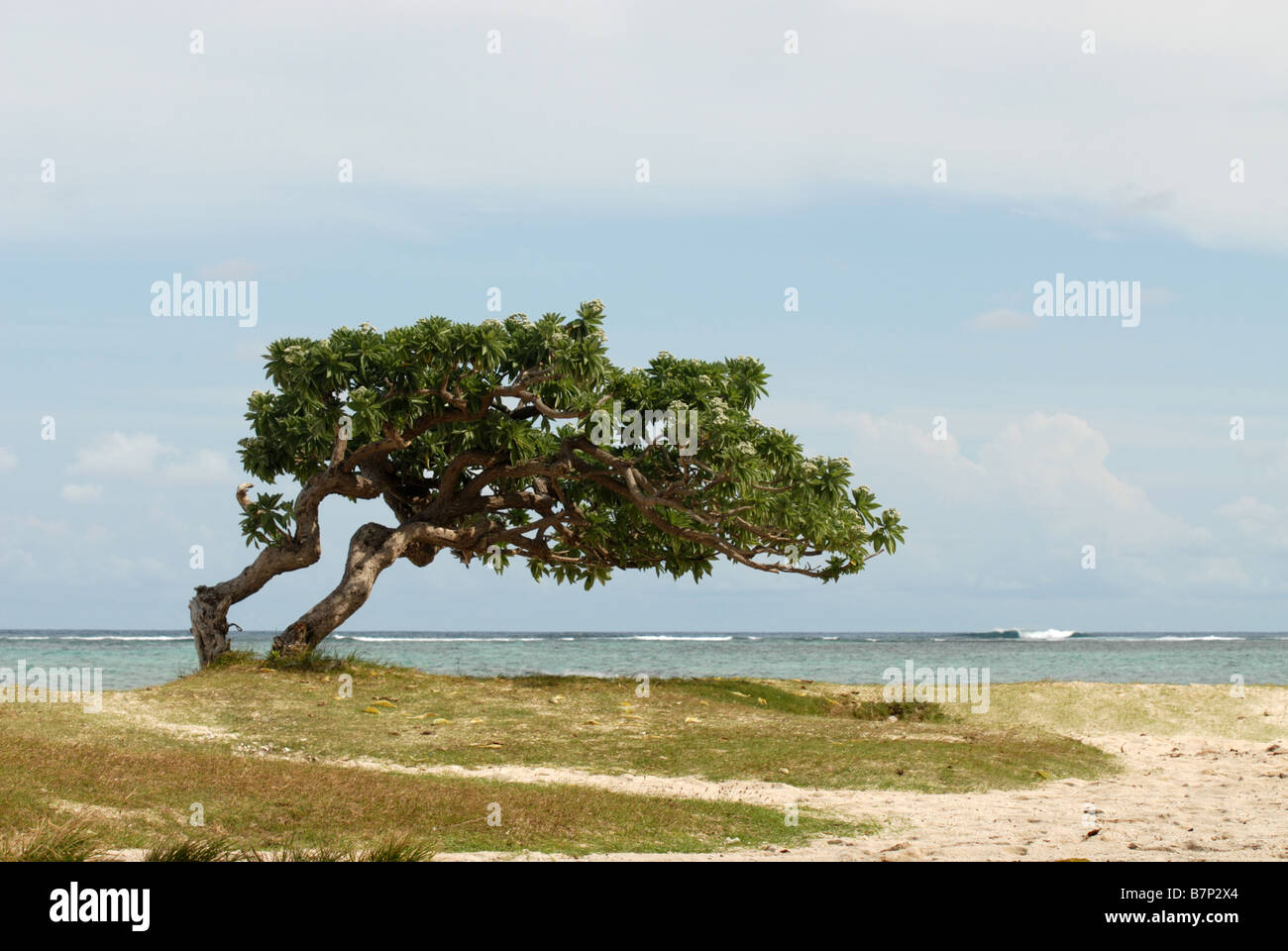 Windswept tree on the south coast of the Isle of Mauritius Stock Photo
