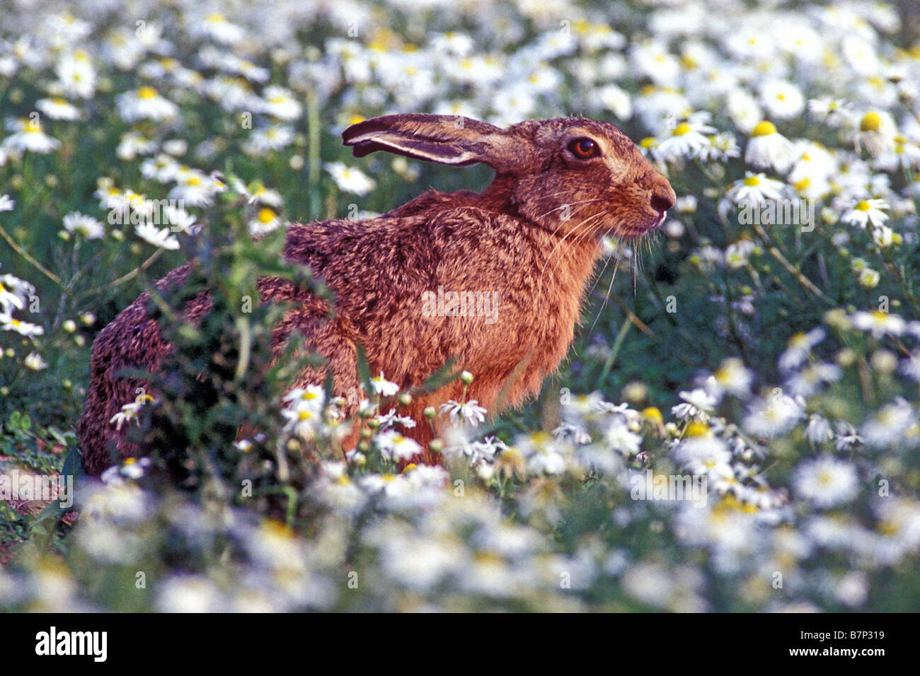 European Brown Hare (Lepus europaeus) in flowering meadow Stock Photo