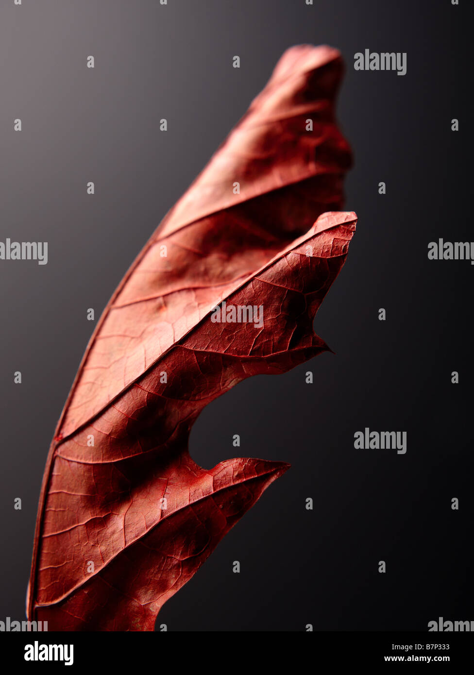 Studio shot of a red autumn leaf against a dark background Stock Photo