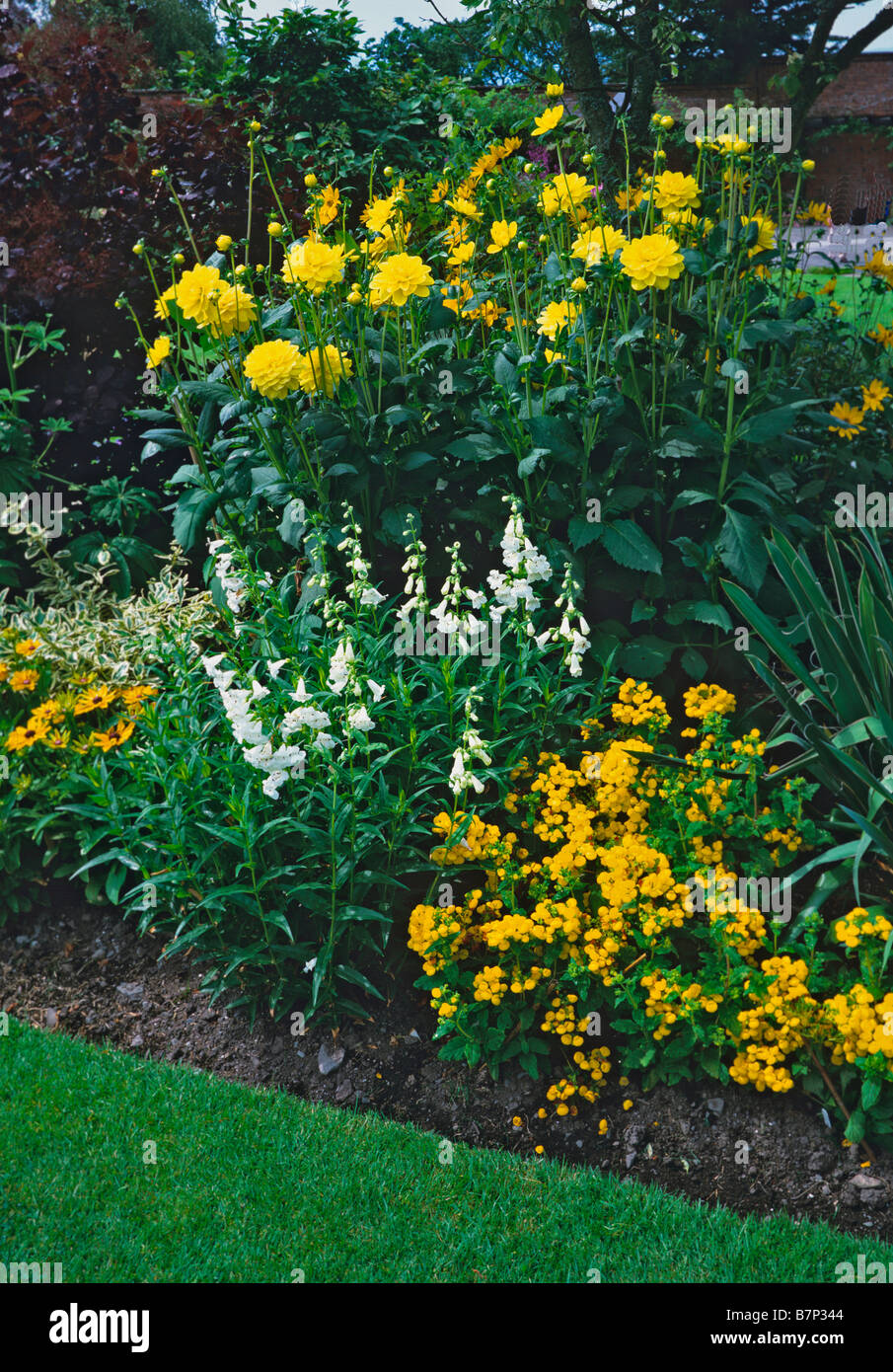 Yellow and white themed border at Holehird Gardens Stock Photo