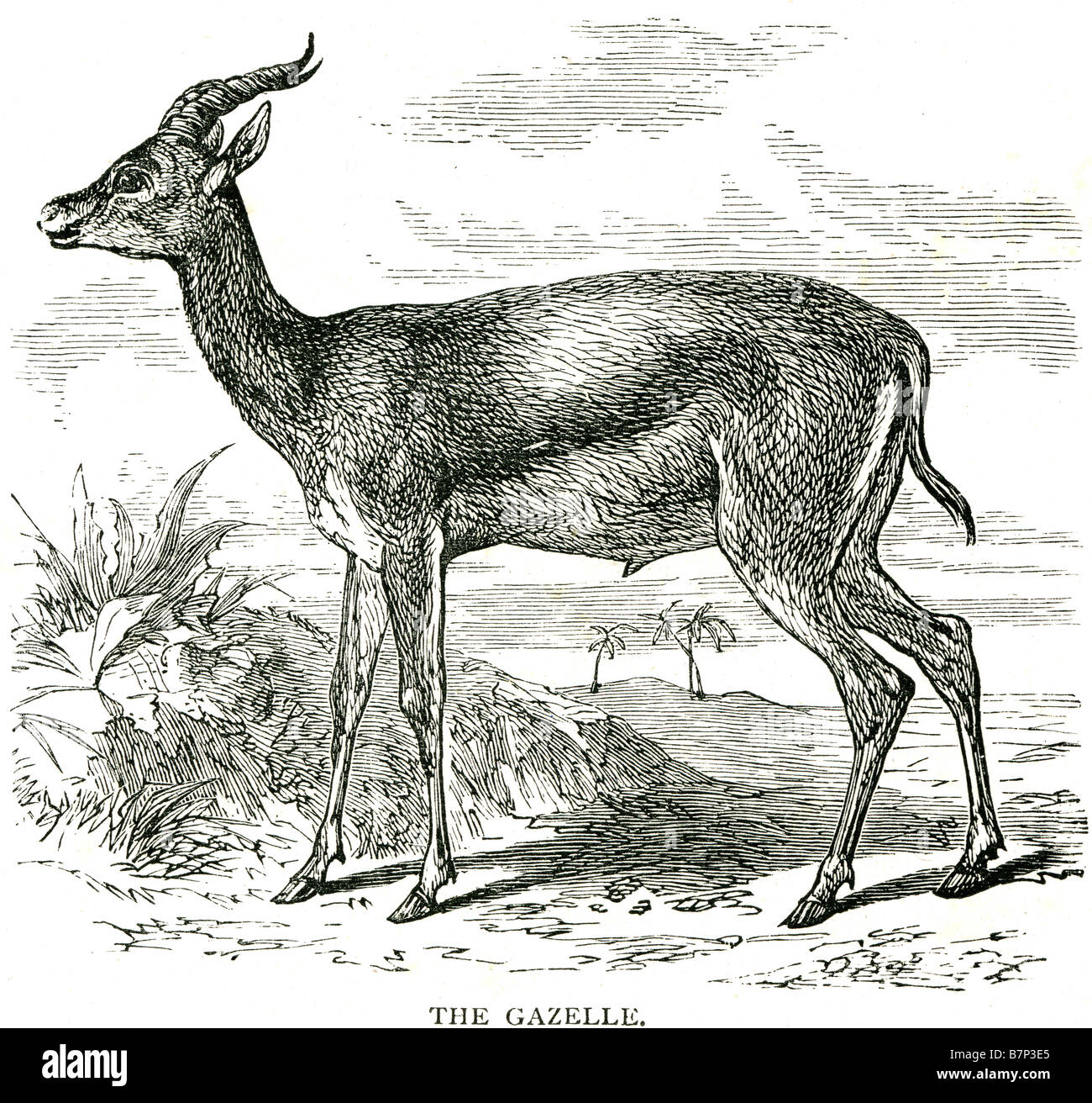 gazelle Arabic: غزال transliteration ġazāl is an antelope currently or  formerly in the genus Gazella. Two additiona Stock Photo - Alamy