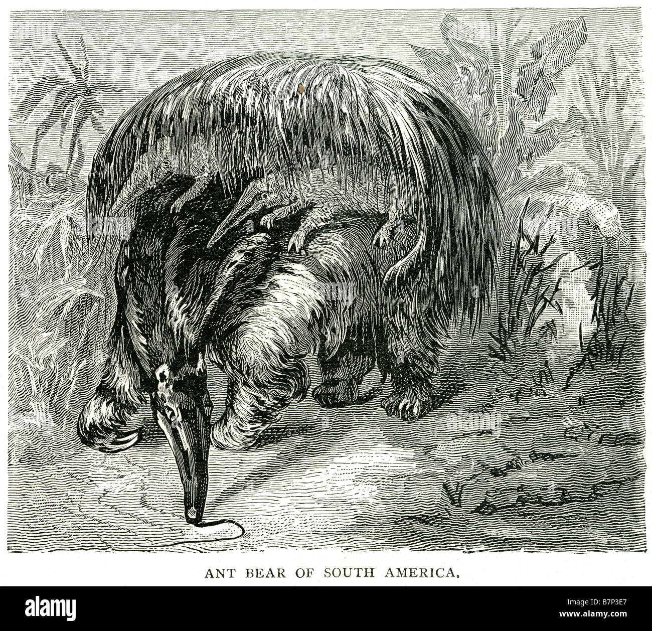 Antbear hi-res stock photography and images - Alamy