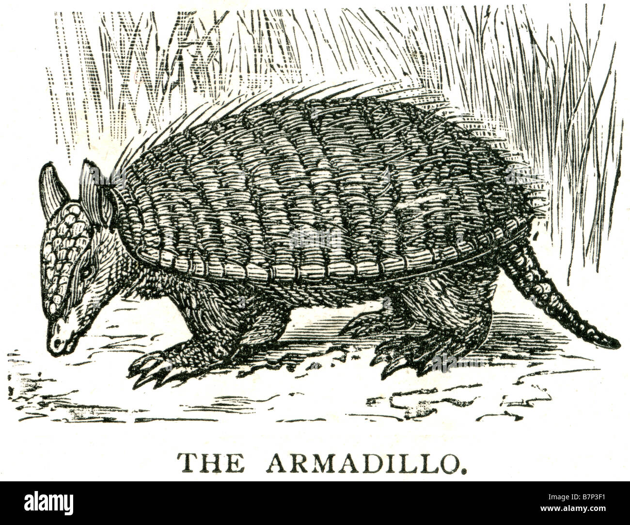 Armadillos are small placental mammals, known for having a leathery armor shell. The Dasypodidae are the only surviving family i Stock Photo