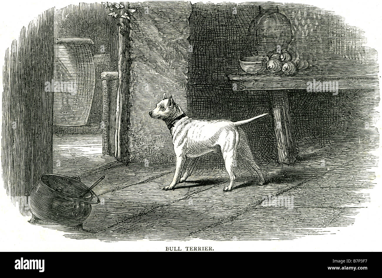 Bull dog 1800 hi-res stock photography and images - Alamy
