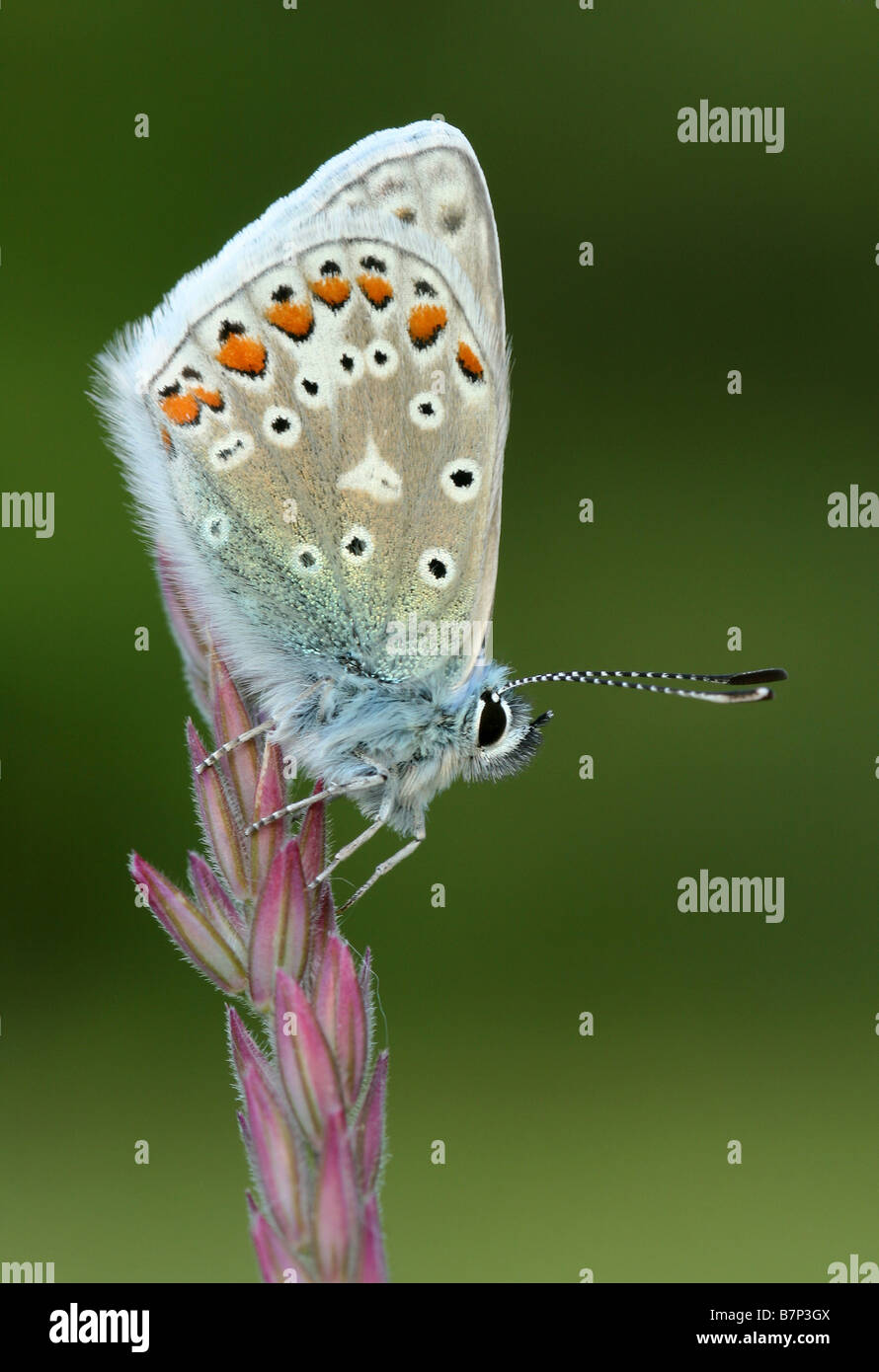 Common Blue Butterfly Caterpillar Hi res Stock Photography And Images common-blue-butterfly-caterpillar-hi-res-stock-photography-and-images