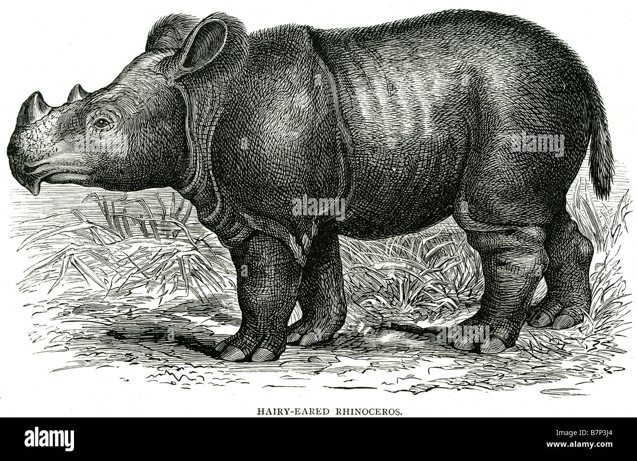 hairy eared rhinoceros Rhinoceros, often colloquially abbreviated rhino, is a name used to group five extant species of odd-toed Stock Photo