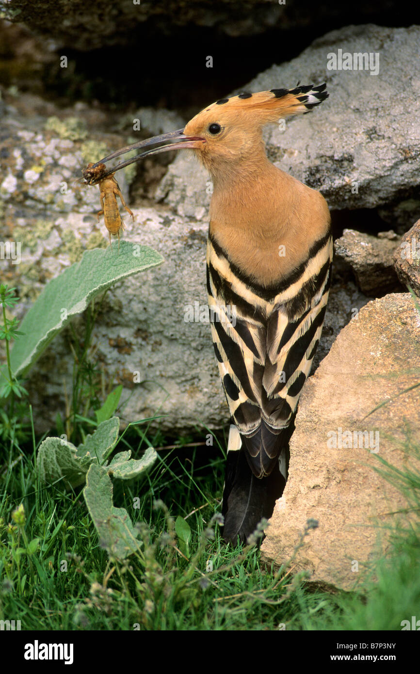 Hoopoe (Upupa epops) sitting among rocks with insect in its beak Stock Photo