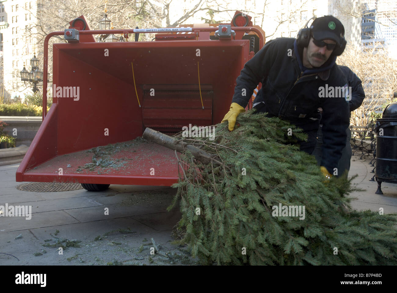 Workers throw discarded Christmas trees into an industrial wood chipper during MulchFest in New York Stock Photo