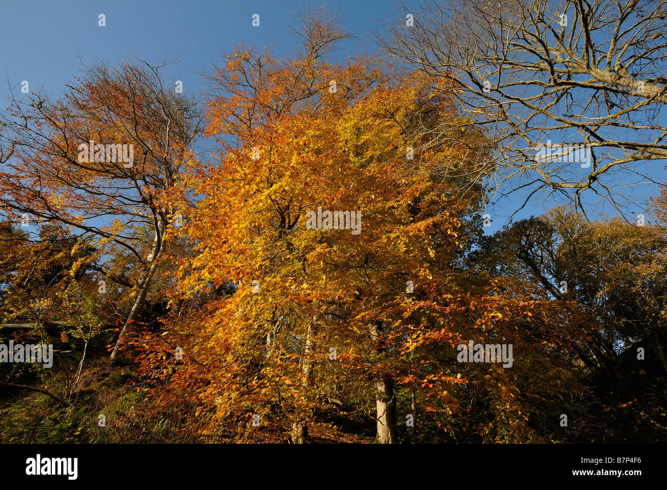 Beech and other deciduous trees in vivid autumn colours near Golspie Sutherland Scotland UK Stock Photo