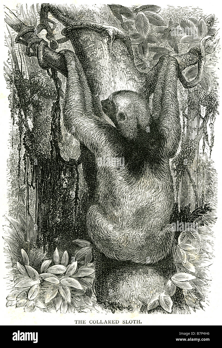 collared sloth Megalonychidae Bradypodidae Pilosa Phyllophaga Folivora Stock Photo