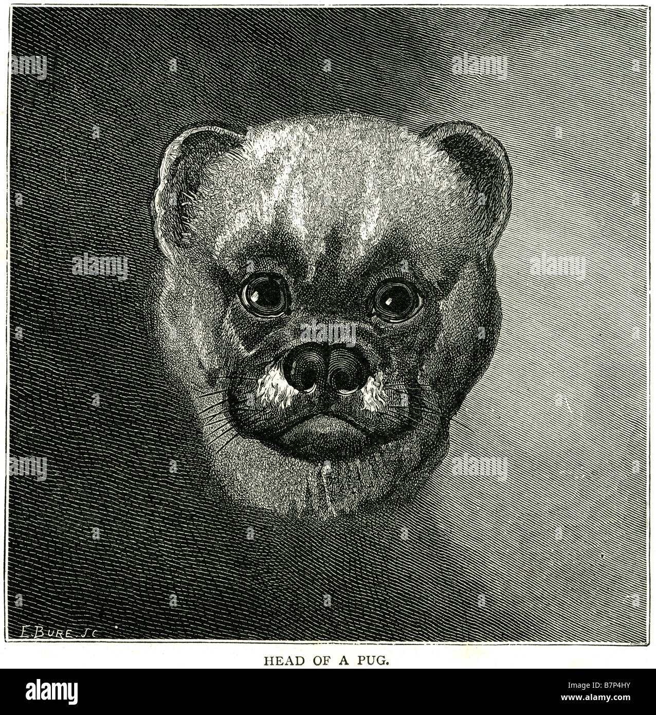 head of pug dog Old English pugg short muzzled face Stock Photo