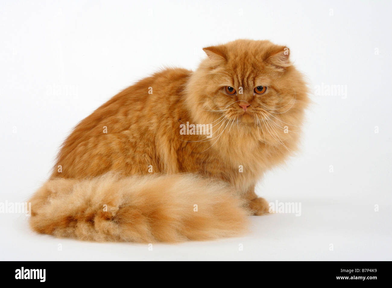 British Longhair Cat Tomcat Red Highlander Lowlander Britanica
