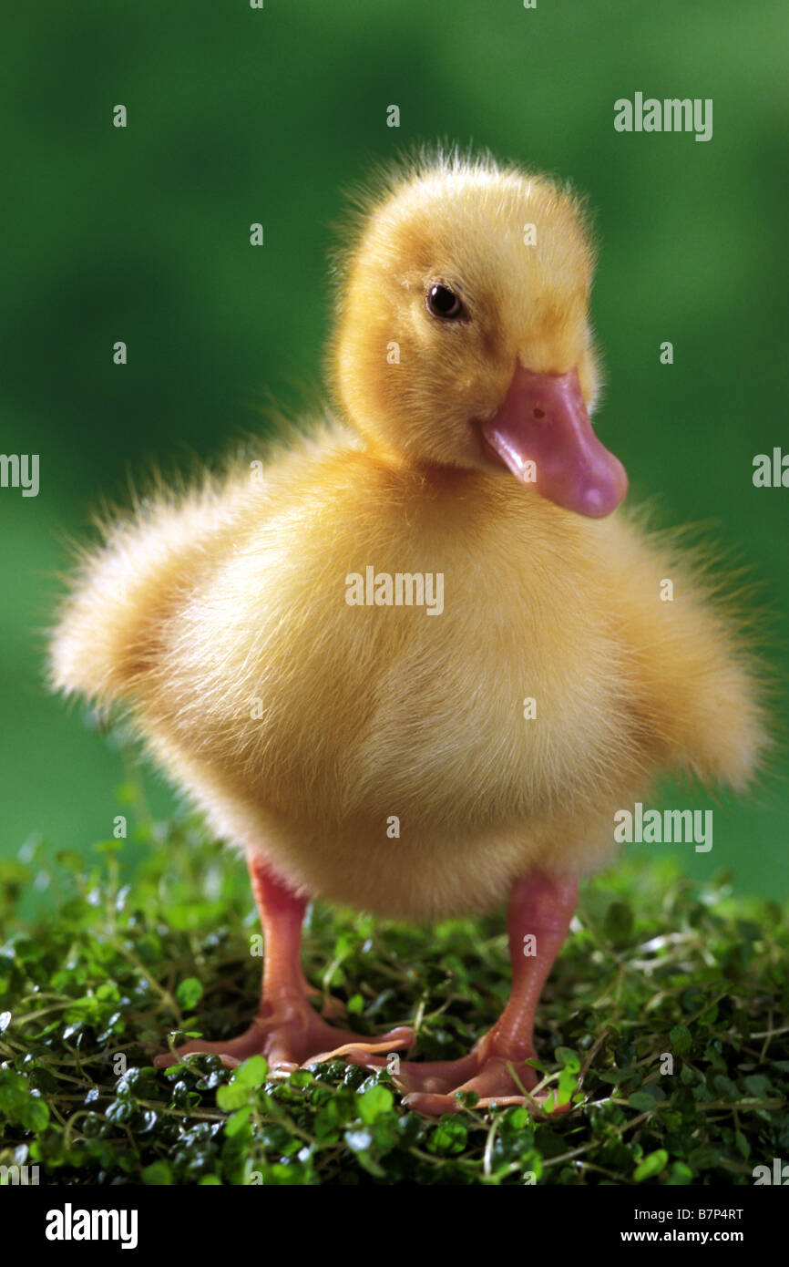 Domestic Duck (Anas platyrhynchos), duckling in grass Stock Photo