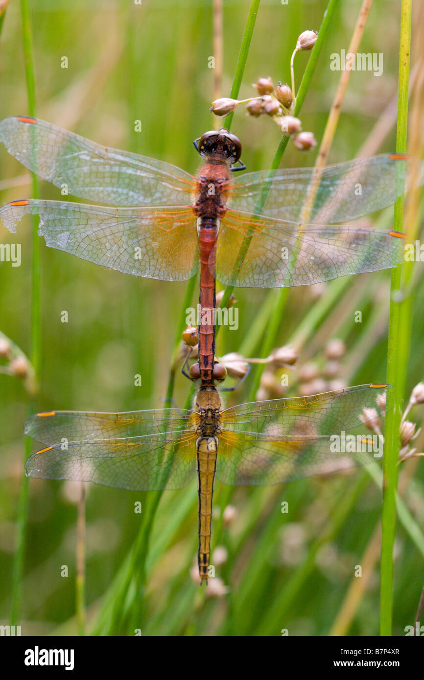 Dragonflies eye hi-res stock photography and images - Alamy