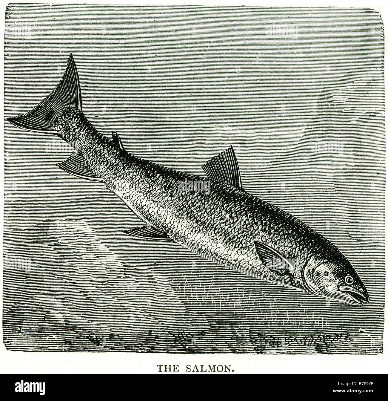 Fish drawing antique salmon hi-res stock photography and images - Alamy