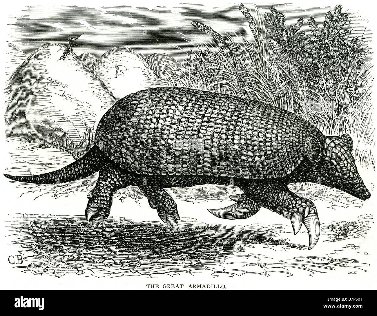 great armadillo Dasypodidae Cingulata placental mammals leathery armor shell Stock Photo