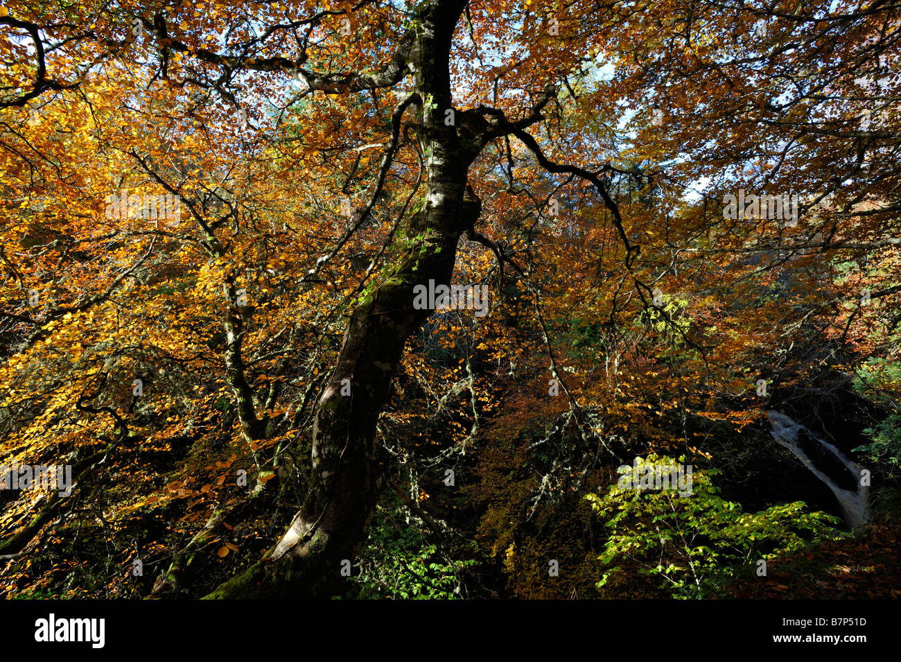 Beech trees in vivid autumn colours near Golspie Sutherland Scotland UK Stock Photo