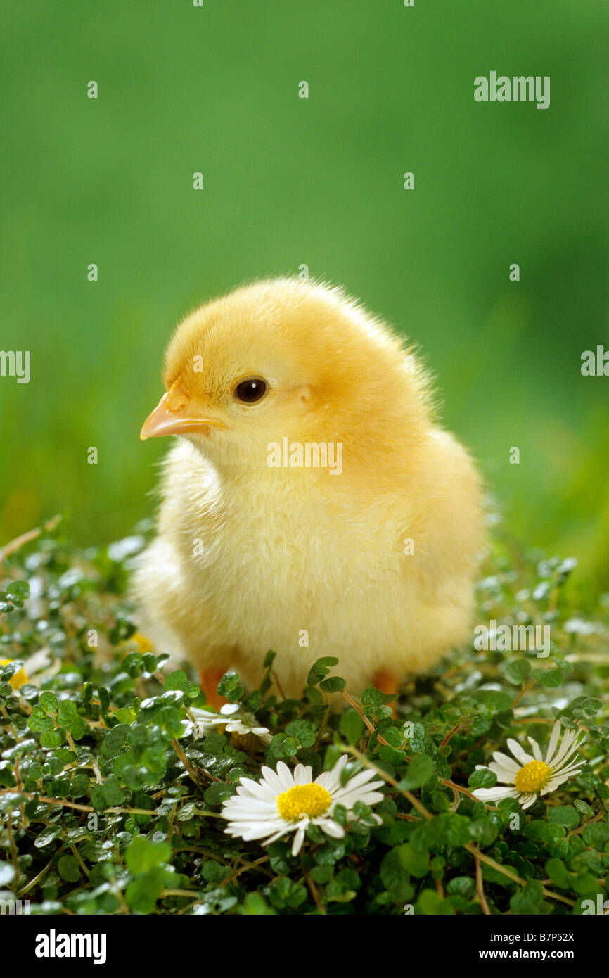 Domestic Chicken (Gallus gallus domesticus), chicken on grass with Daisies Stock Photo
