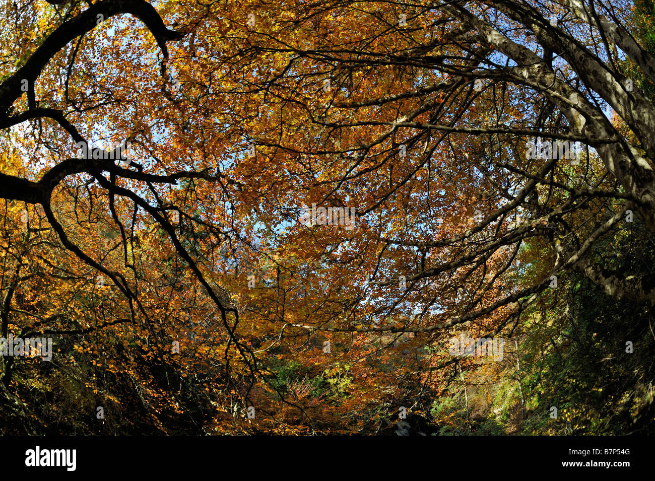 Leaves of broadleaved trees hi-res stock photography and images - Alamy