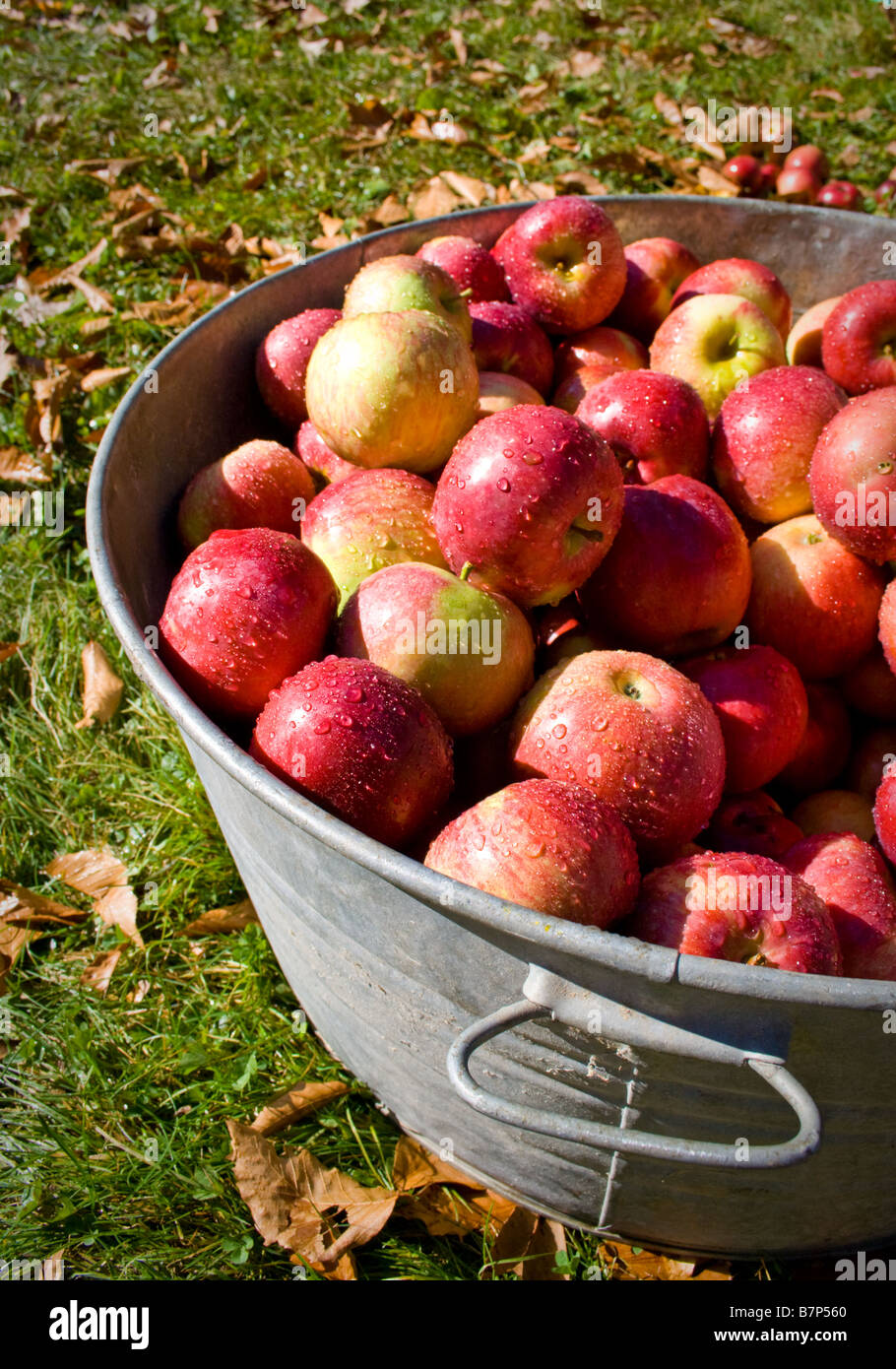 Macintosh apple fruit hi-res stock photography and images - Alamy