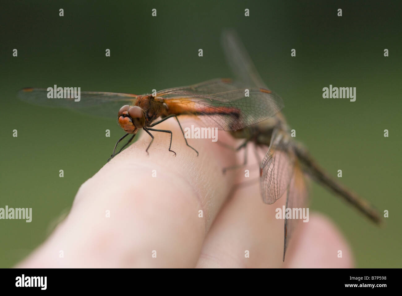 Dragonflies coupling on man fingers Stock Photo