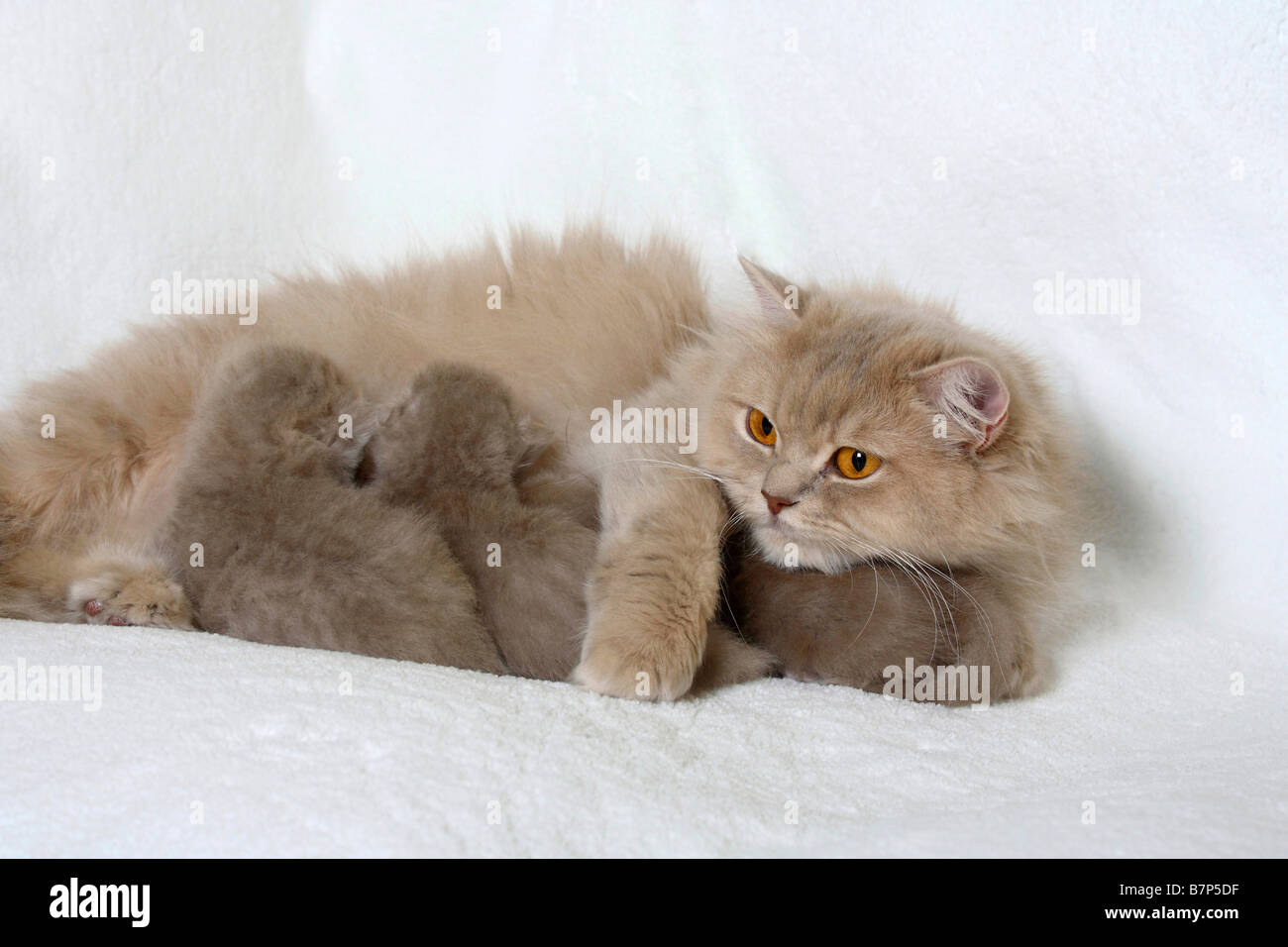 British Longhair Cat Lilac Tabby Makarell Nursing Kittens 18 Days
