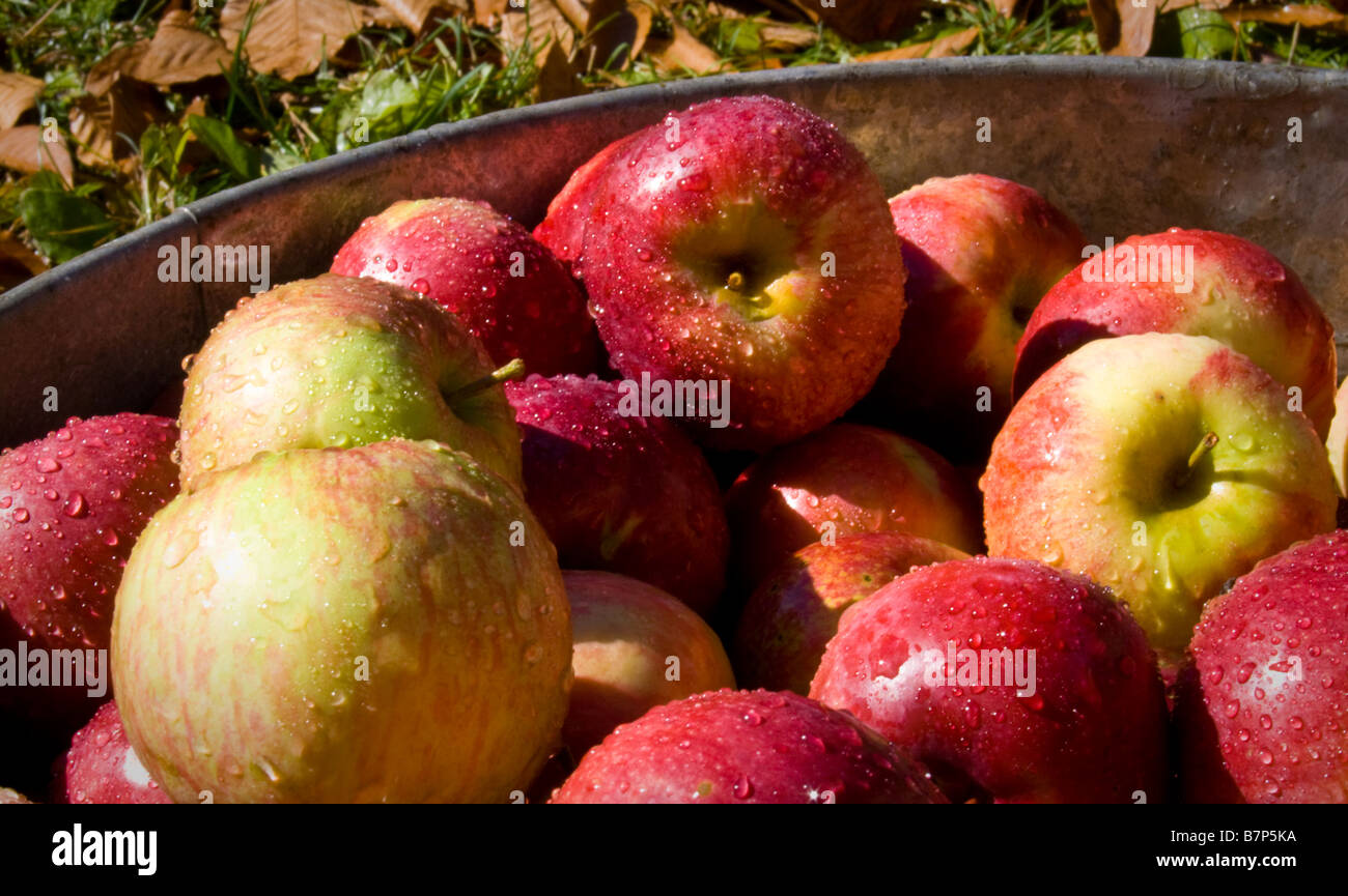 Apple Cider Barrel Stock Photos & Apple Cider Barrel Stock Images Alamy