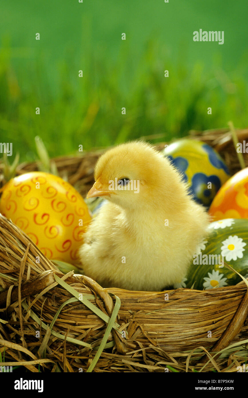 Domestic Chicken (Gallus gallus domesticus), chicken in an artificial nest with eggs Stock Photo