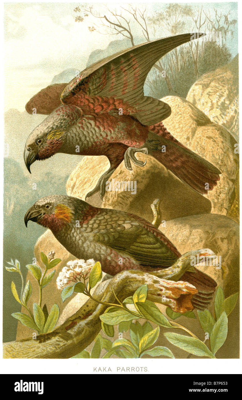 The Kākā, Nestor meridionalis, is a parrot endemic to the forests of New Zealand  Kingdom: Animalia Phylum: Chordata Stock Photo