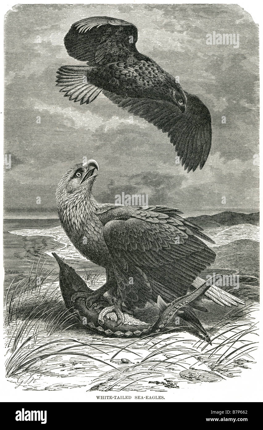 White tailed eagle engraving hi-res stock photography and images - Alamy