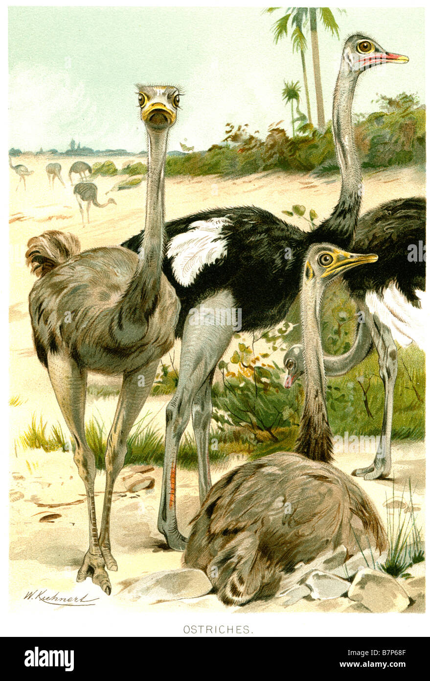 The ostrich Struthio camelus is a large flightless bird native to Africa (and formerly the Middle East). It is the only living s Stock Photo