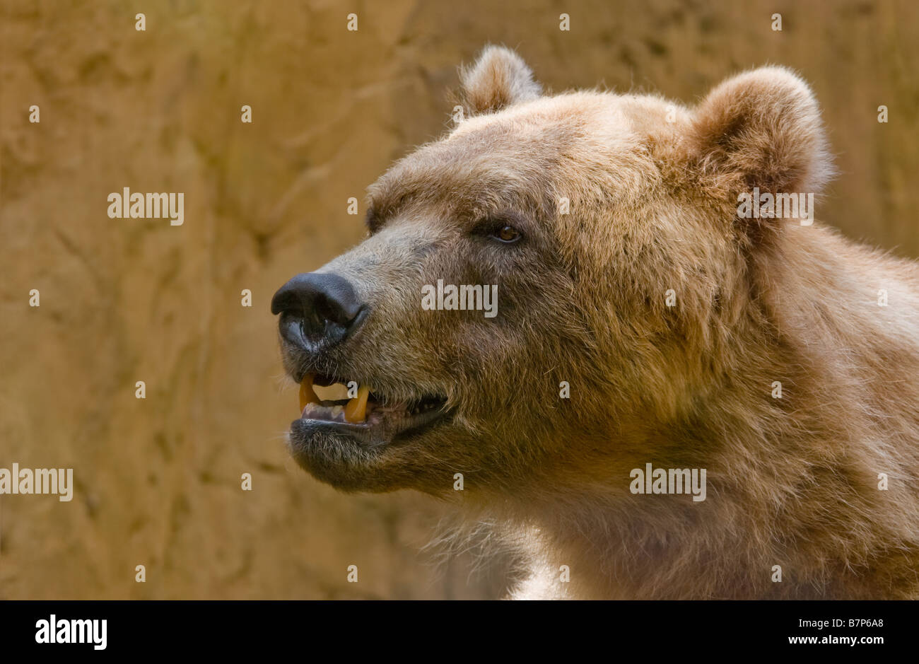 close up of a big brown bear ursus arctos Stock Photo