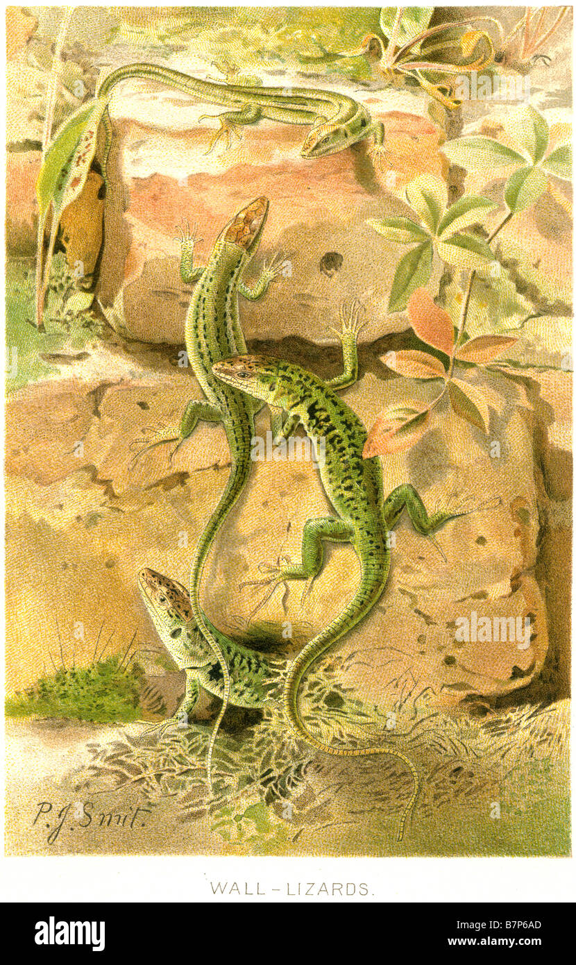 Podarcis is genus of lizards members look very similar to lizards of genus Lacerta but their internal structure is different The Stock Photo