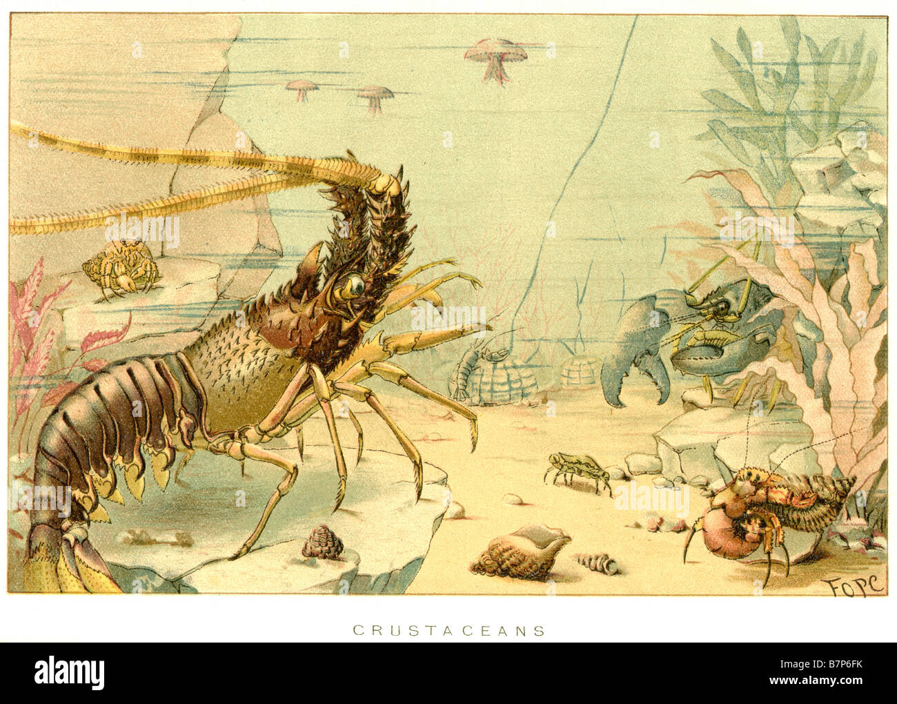 crustaceans Crustacea arthropods subphylum crabs lobsters crayfish shrimp krill barnacles Stock Photo