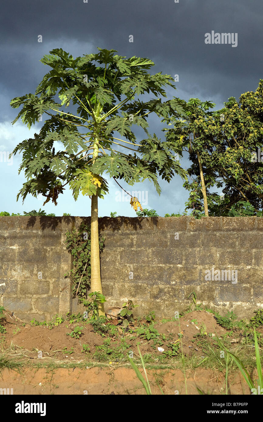 Carica Papaya tree growing in front of a blockwork wall in sunny weather with a storm imminent Stock Photo