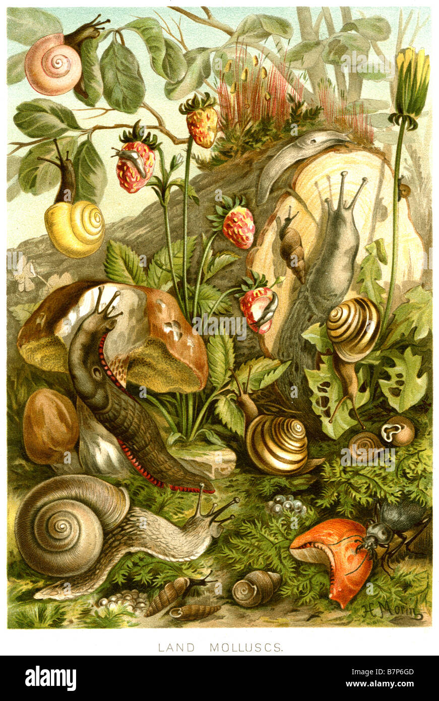 land molluscs Gastropoda molluscan snail Snails slug Stock Photo Alamy