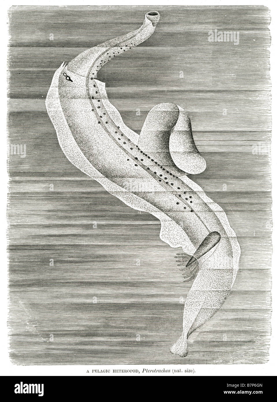 pelagic Heteropod Pterotrachea natural size marine aquatic Stock Photo
